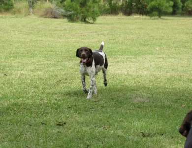 German shorthaired pointers 
