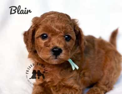 Blair  Miniature Poodle