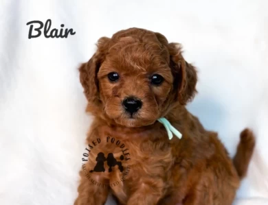 Blair  Miniature Poodle