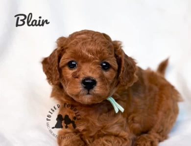 Blair  Miniature Poodle