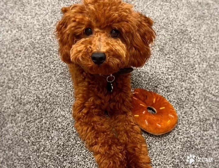 Maverick  Miniature Poodle