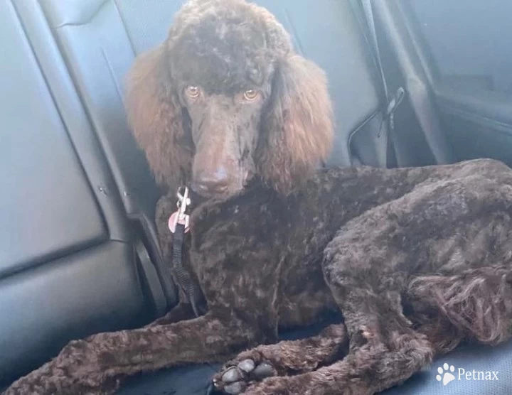 Sir Marley Bone Aussiedoodle