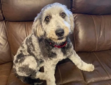 Madame Hailey Aussiedoodle