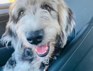 Madame Hailey Aussiedoodle