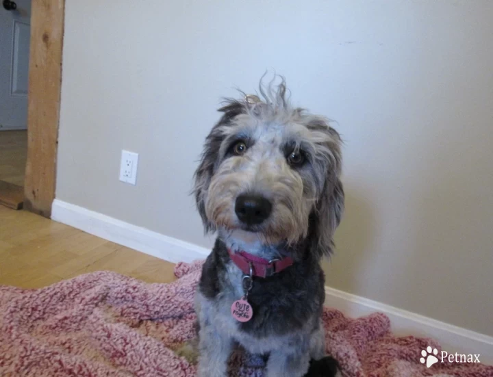 Madame Hailey Aussiedoodle