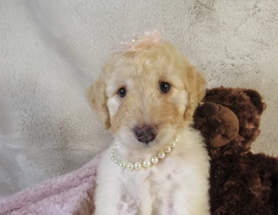 Pink Collar Female Aussiedoodle