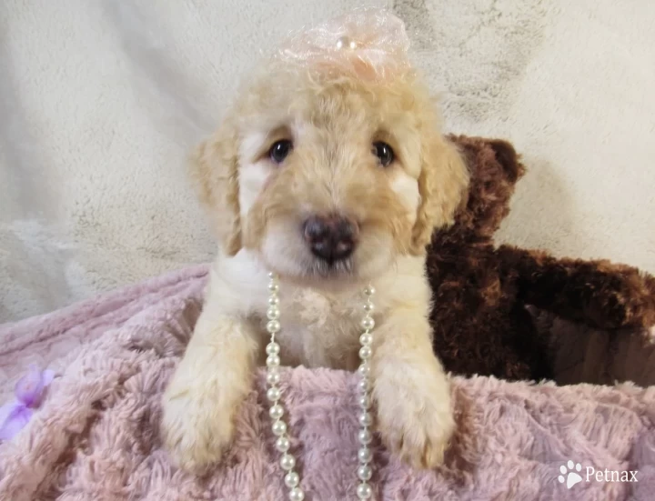 Pink Collar Female Aussiedoodle