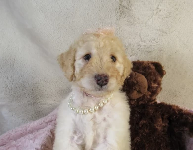 Pink Collar Female Aussiedoodle