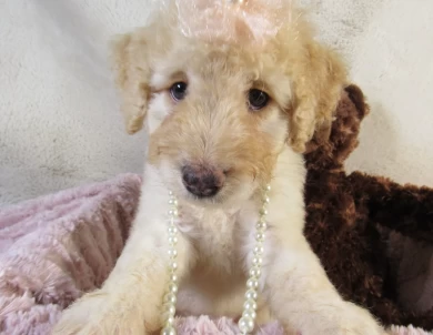 Pink Collar Female Aussiedoodle