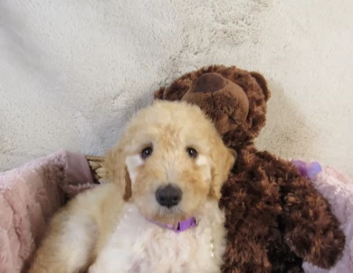 Purple Collar Aussiedoodle