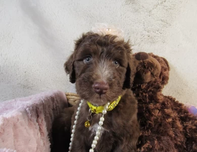 Yellow Collar Aussiedoodle