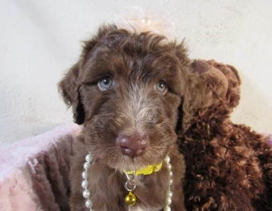 Yellow Collar Aussiedoodle