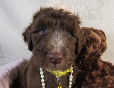 Yellow Collar Aussiedoodle