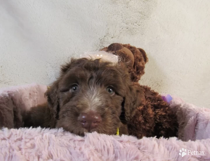 Yellow Collar Aussiedoodle