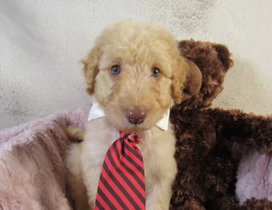 Red Collar Aussiedoodle