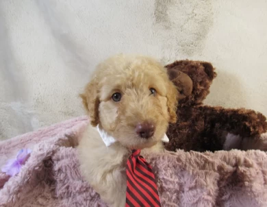 Red Collar Aussiedoodle