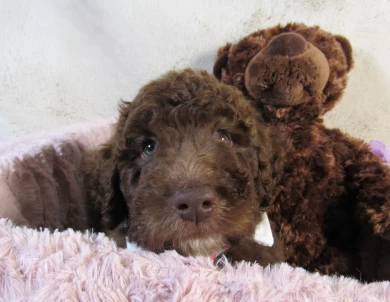 Blue Collar Aussiedoodle