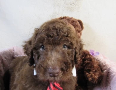 Blue Collar Aussiedoodle