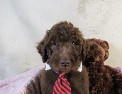 Blue Collar Aussiedoodle