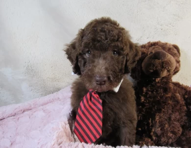 Blue Collar Aussiedoodle