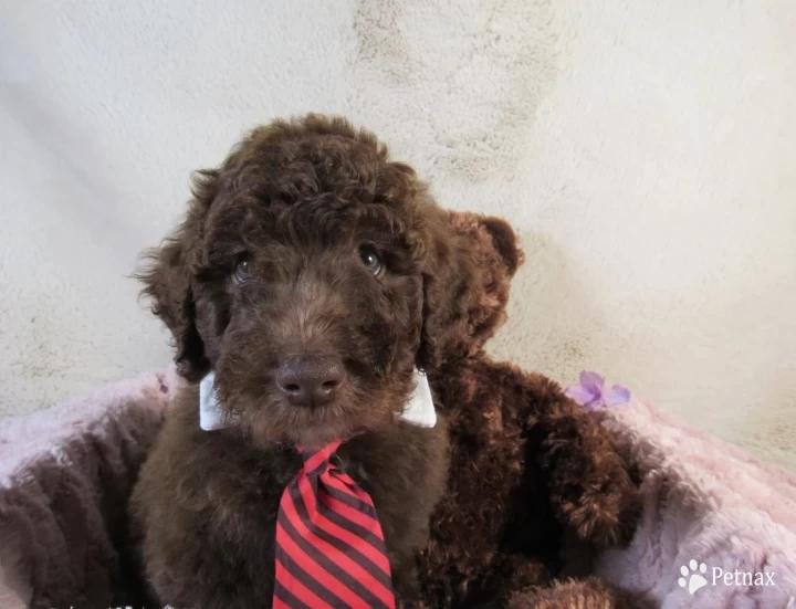 Blue Collar Aussiedoodle