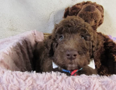 Blue Collar Aussiedoodle