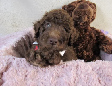 Blue Collar Aussiedoodle