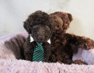 Green Collar  Aussiedoodle