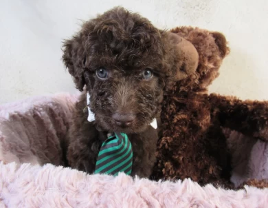 Green Collar  Aussiedoodle