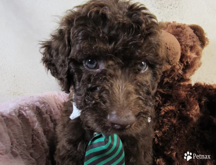 Green Collar  Aussiedoodle