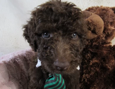 Green Collar  Aussiedoodle