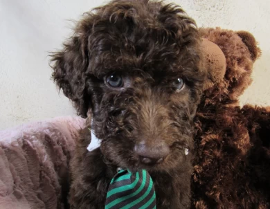 Green Collar  Aussiedoodle