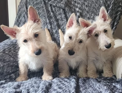 Scottish Terrier Puppies For Sale In AL.