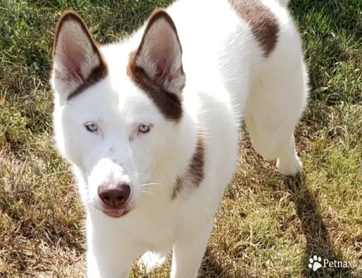 Gage Siberian Husky