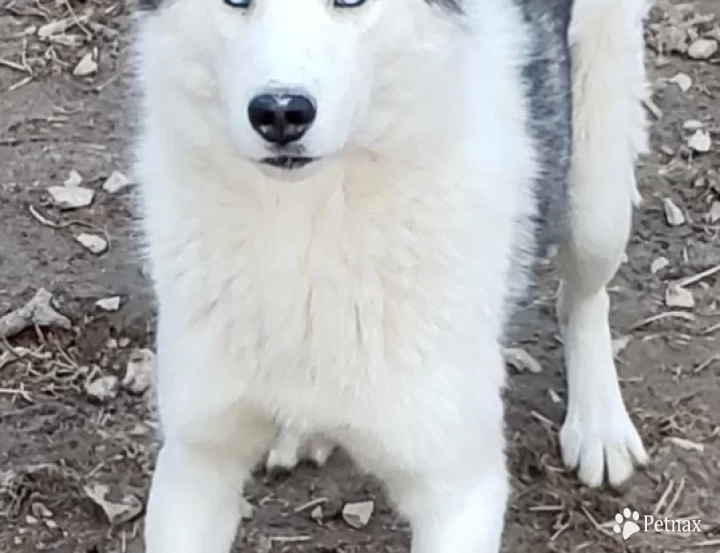 Sarah  Siberian Husky