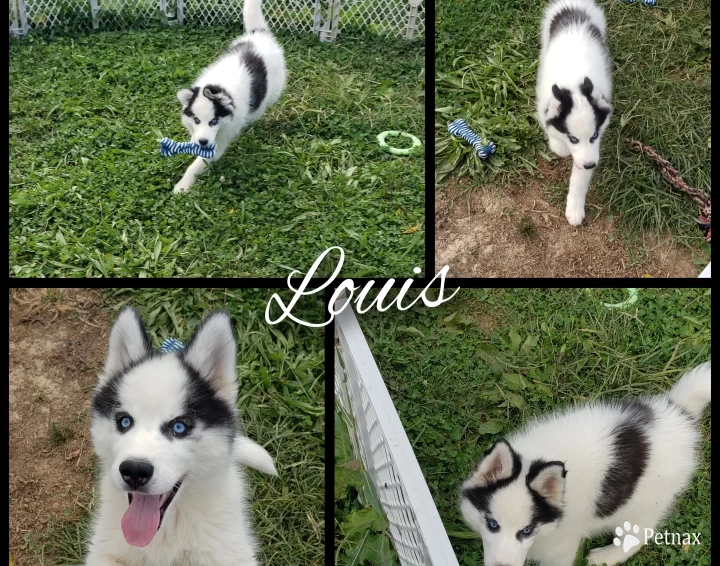 Louis  Siberian Husky