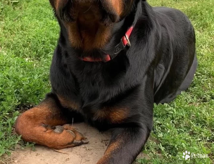 Miccya Rottweiler