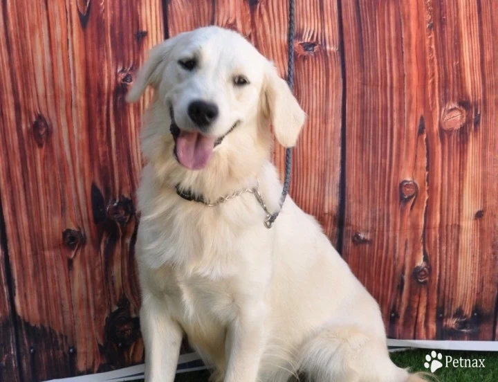 Luna Golden Retriever