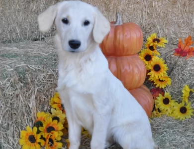 Luna Golden Retriever