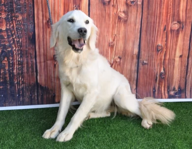 Bonnie Golden Retriever