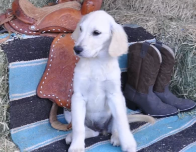 Gracie Golden Retriever