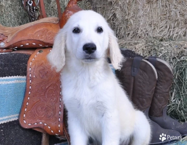 Frankie Golden Retriever