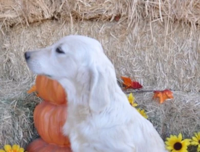 Buster Golden Retriever