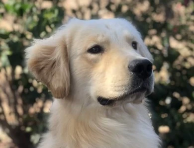 Sierra Goldens Tuggin At My Heartstrings Golden Retriever