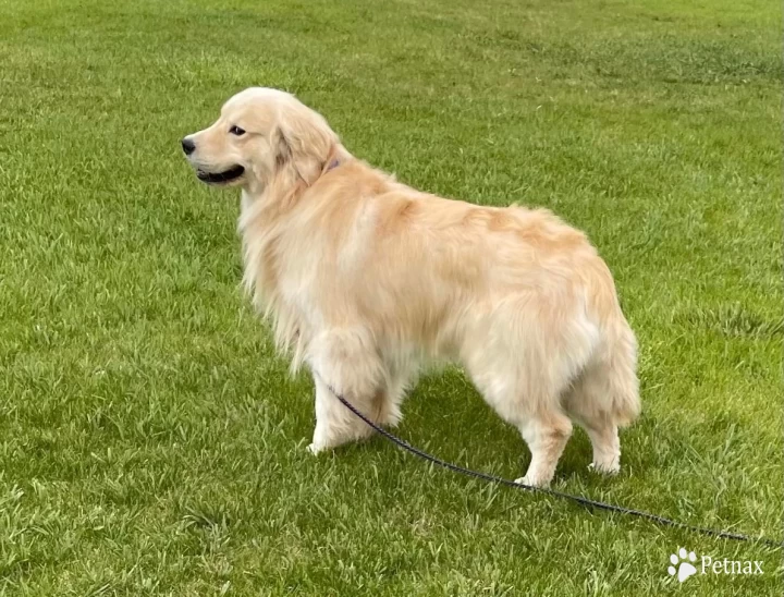 Sierra Goldens Tuggin At My Heartstrings Golden Retriever