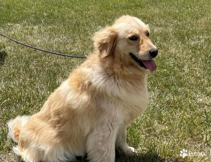 Aurora Golden Retriever