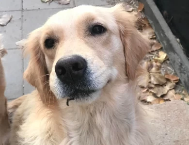 Aurora Golden Retriever