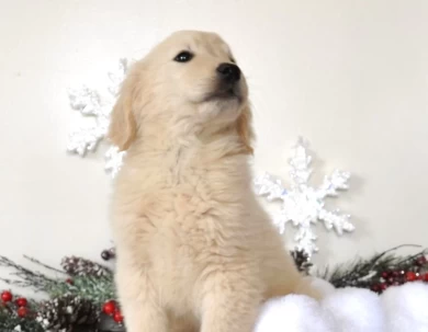 Gus Golden Retriever