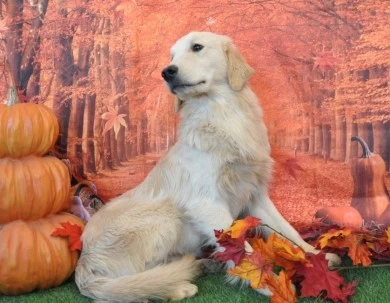 Gus Golden Retriever