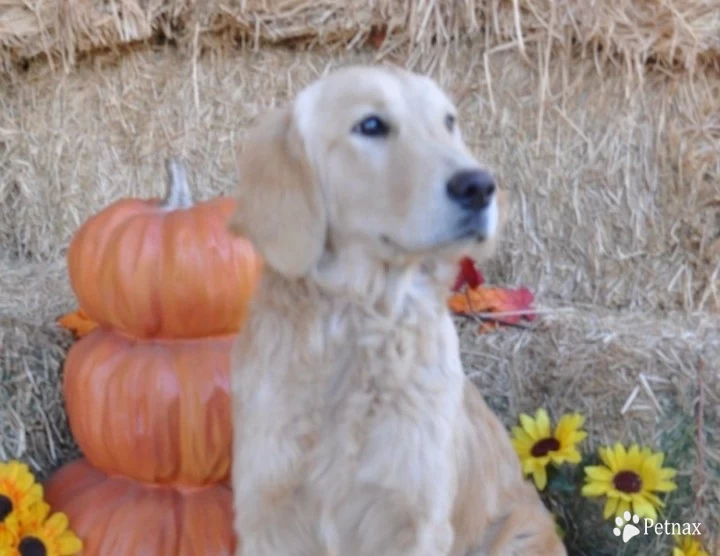 Lily Golden Retriever